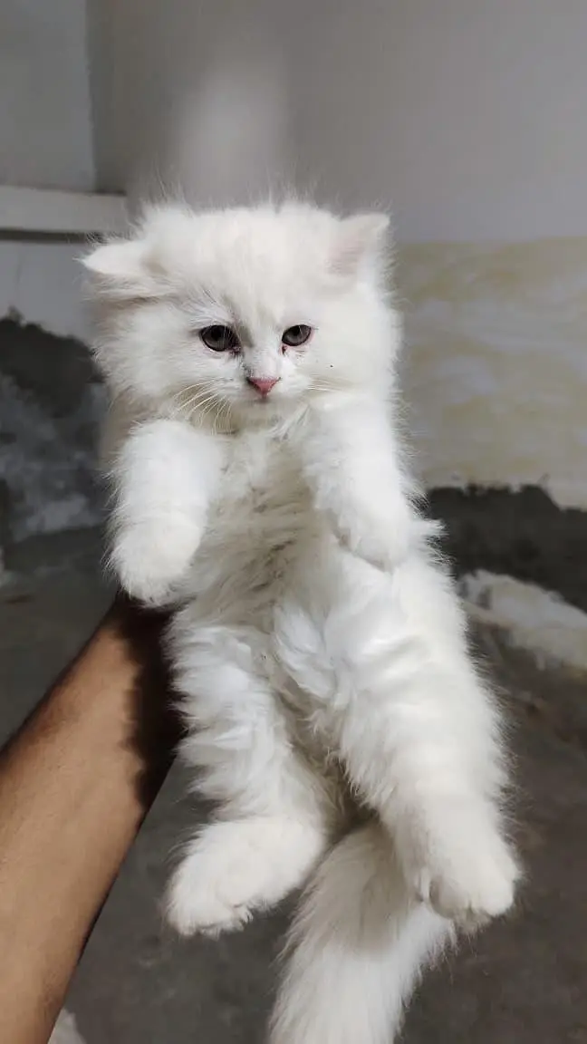 Sharoand Jaski blue yes kittens availablecontact on watsap03294944175 — photo 4