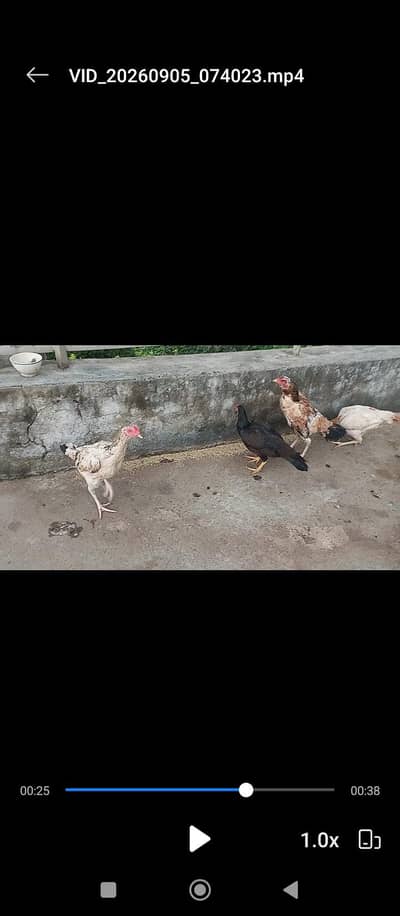Aseel,desi eight hens