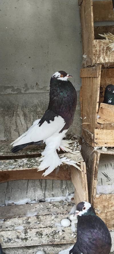 magpie