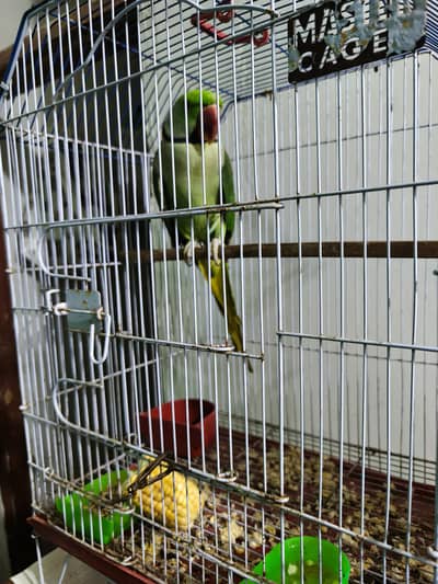 Alexendar Raw Pahari parrot