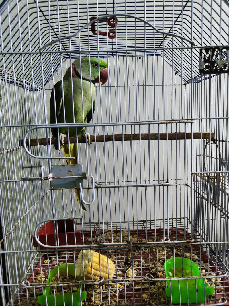 Alexendar Raw Pahari parrot — photo 2