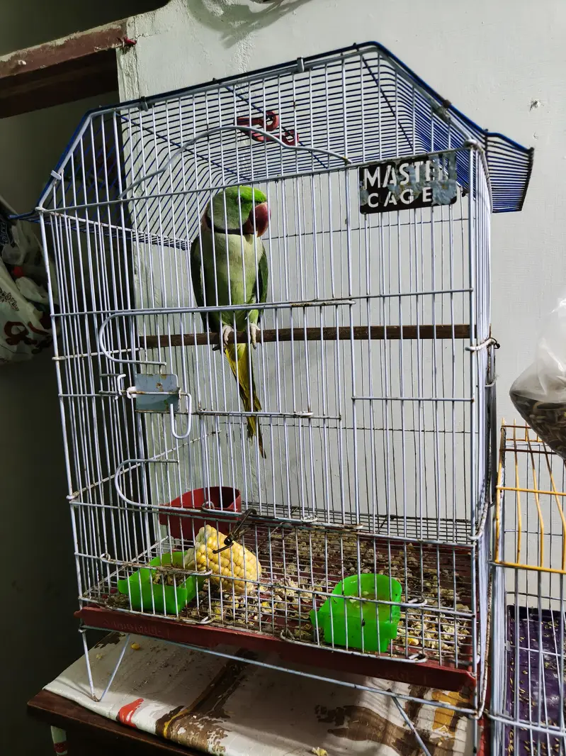 Alexendar Raw Pahari parrot — photo 3