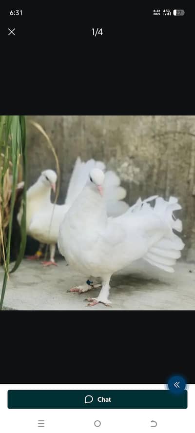 pure white Lakke kabotar breeder pair and chicks and some other piece