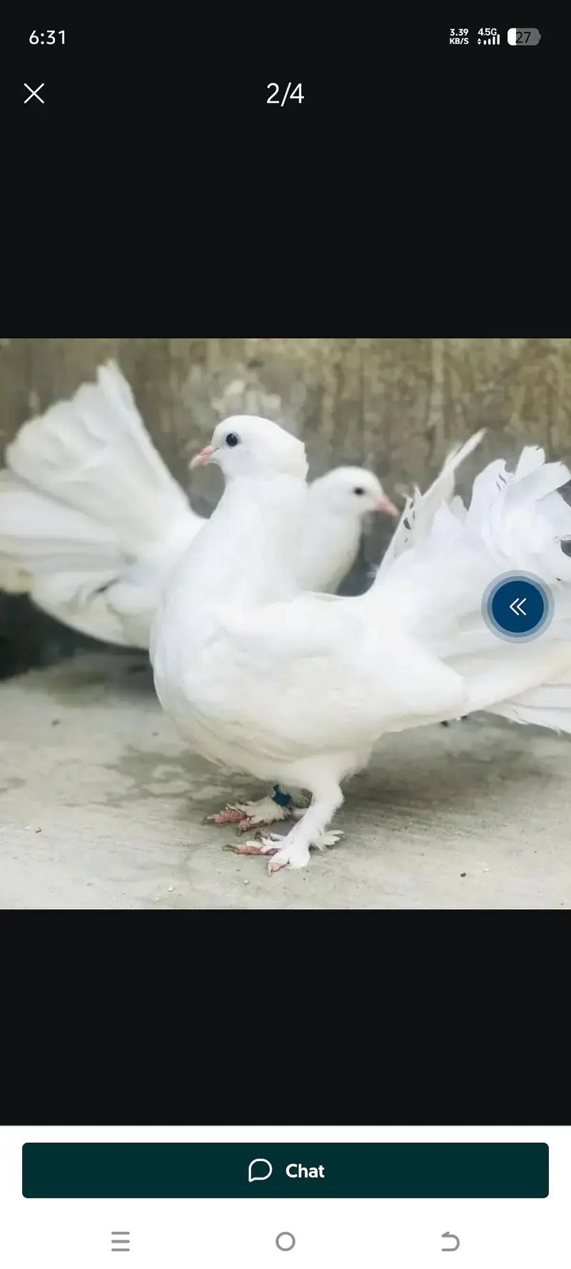 pure white Lakke kabotar breeder pair and chicks and some other piece — photo 2