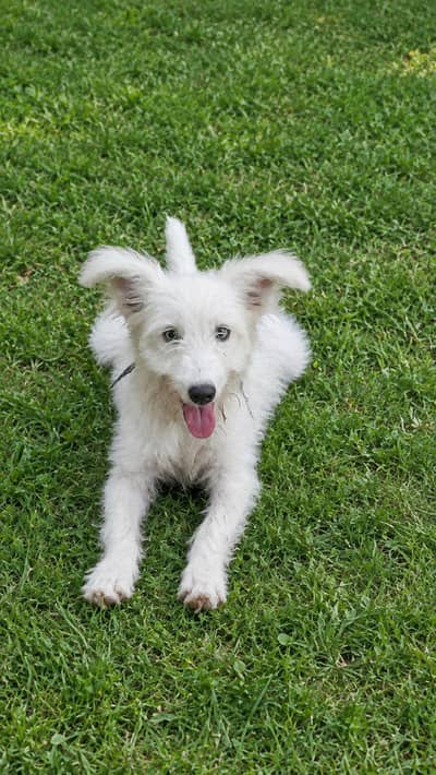 Beautiful White Female Dog for Sale | Cute, Fluffy & Playful