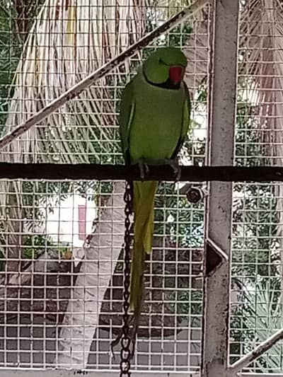Green ringnevk parrot