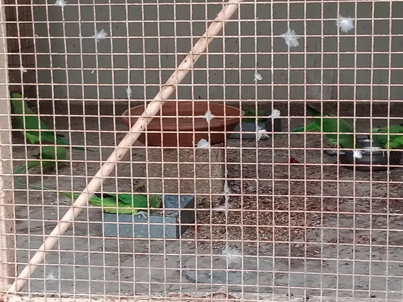 Green ringnevk parrot — photo 2