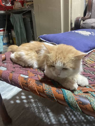 Brown white pershian male cat