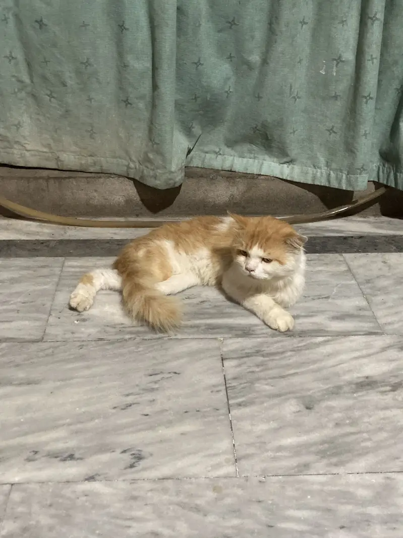 Brown white pershian male cat — photo 2