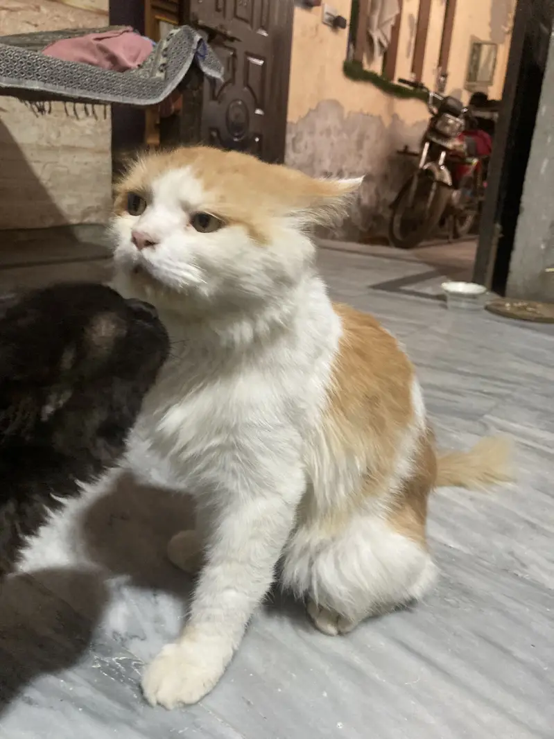 Brown white pershian male cat — photo 3