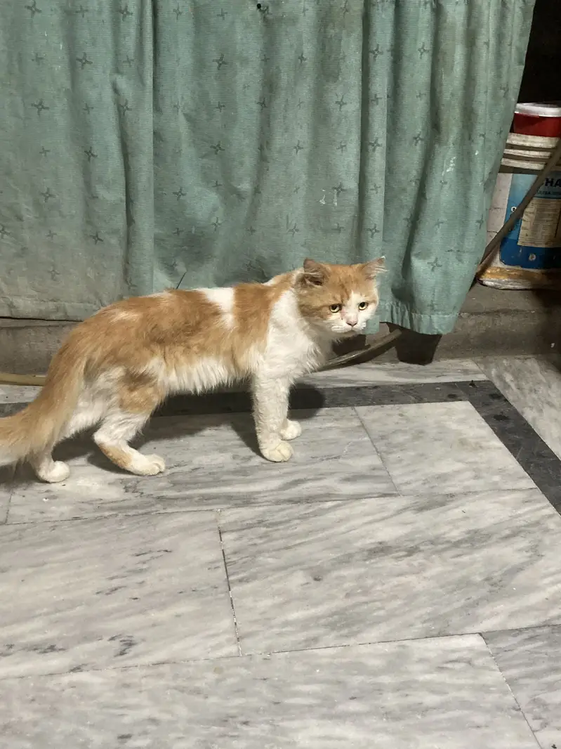 Brown white pershian male cat — photo 4
