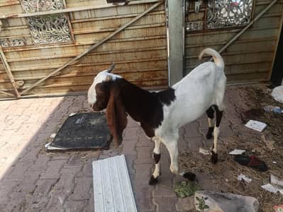 donda khasi Bakra
