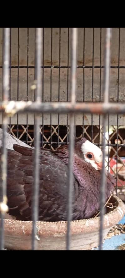 Mukhi pair with eggs