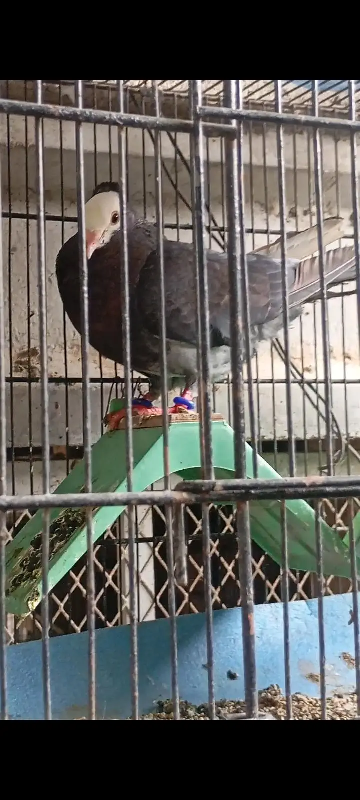 Mukhi pair with eggs — photo 2