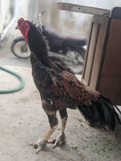 shamo breeder male.