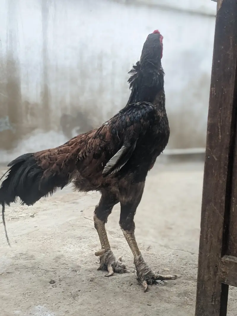 shamo breeder male. — photo 2