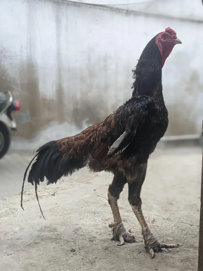 shamo breeder male. — photo 3