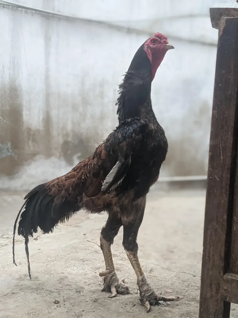 shamo breeder male. — photo 4