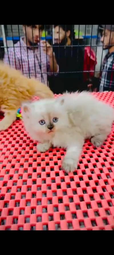 pure Persian cats vaccinated triple coated WhatsApp/0341/2761121/