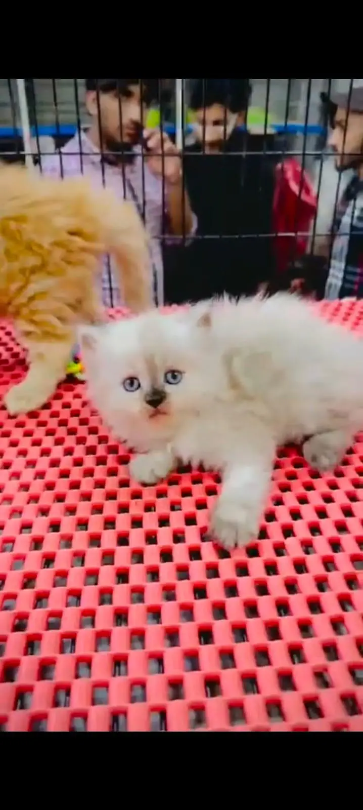 pure Persian cats vaccinated triple coated WhatsApp/0341/2761121/ — photo 2
