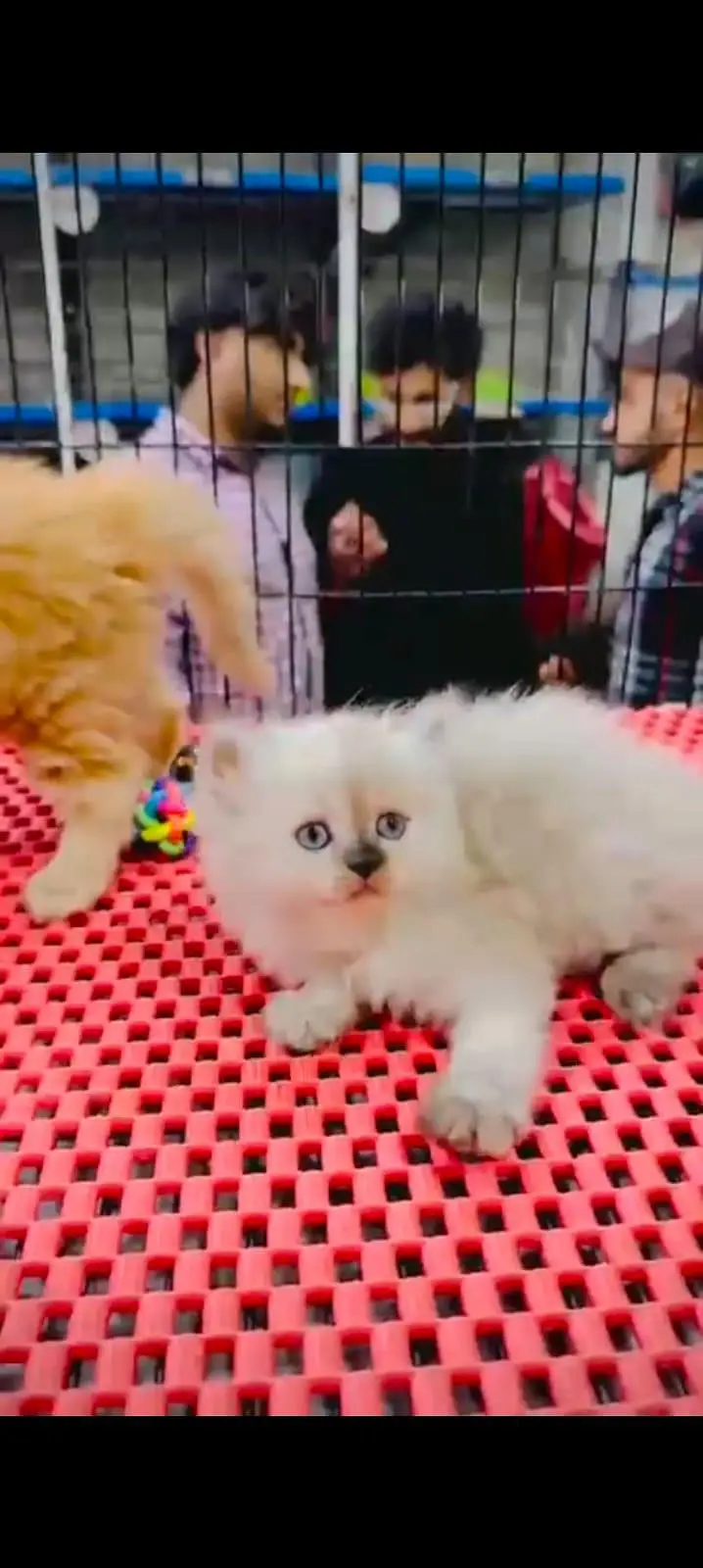 pure Persian cats vaccinated triple coated WhatsApp/0341/2761121/ — photo 3