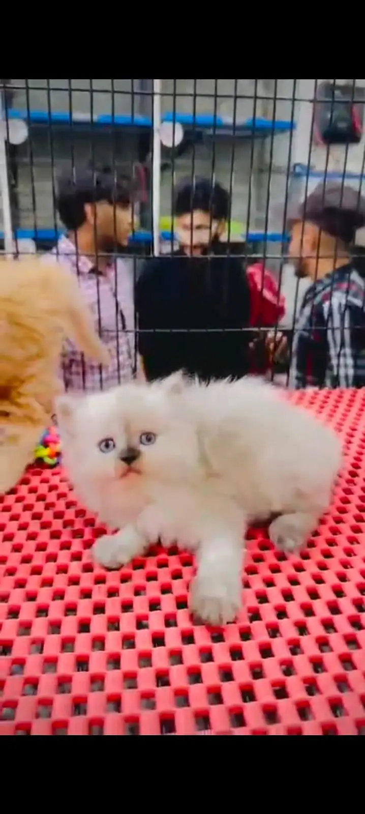 pure Persian cats vaccinated triple coated WhatsApp/0341/2761121/ — photo 4