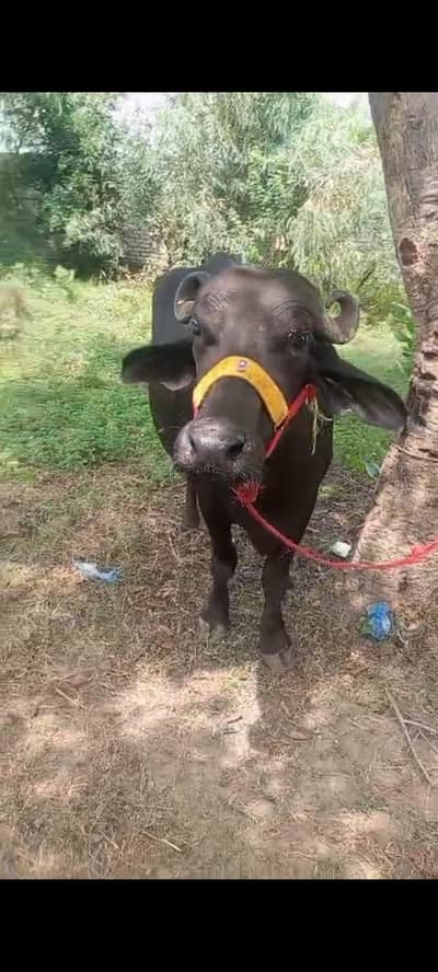 pehlan gabban buffalo bhains maj