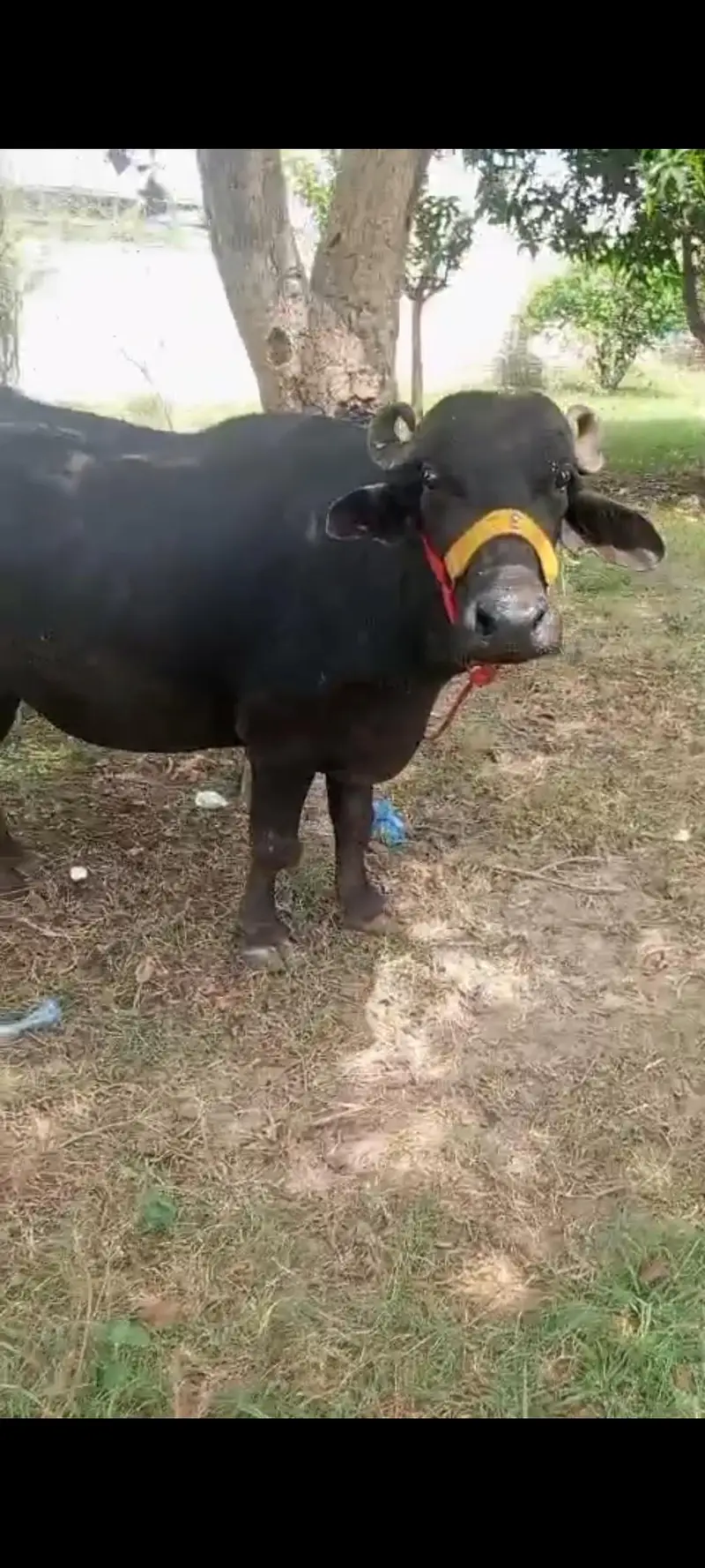 pehlan gabban buffalo bhains maj — photo 2