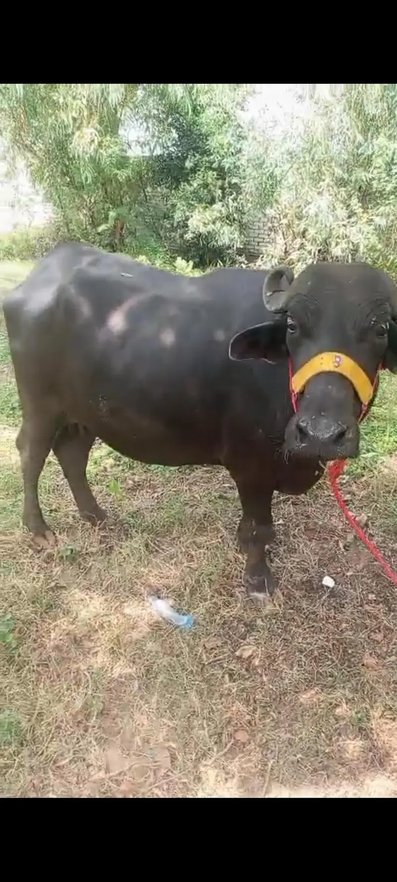pehlan gabban buffalo bhains maj — photo 3