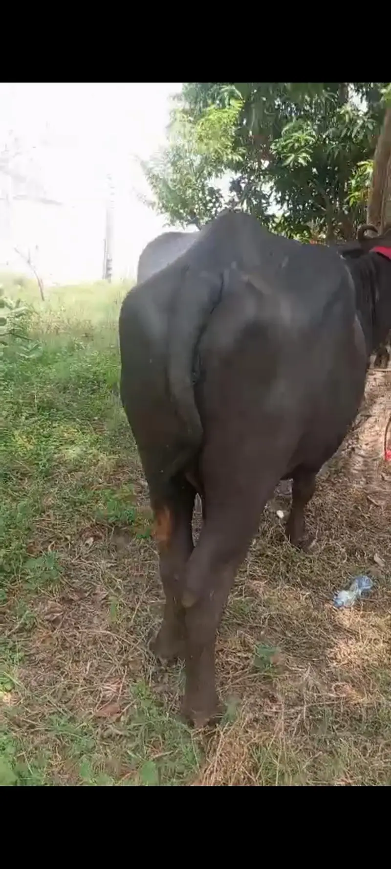 pehlan gabban buffalo bhains maj — photo 4
