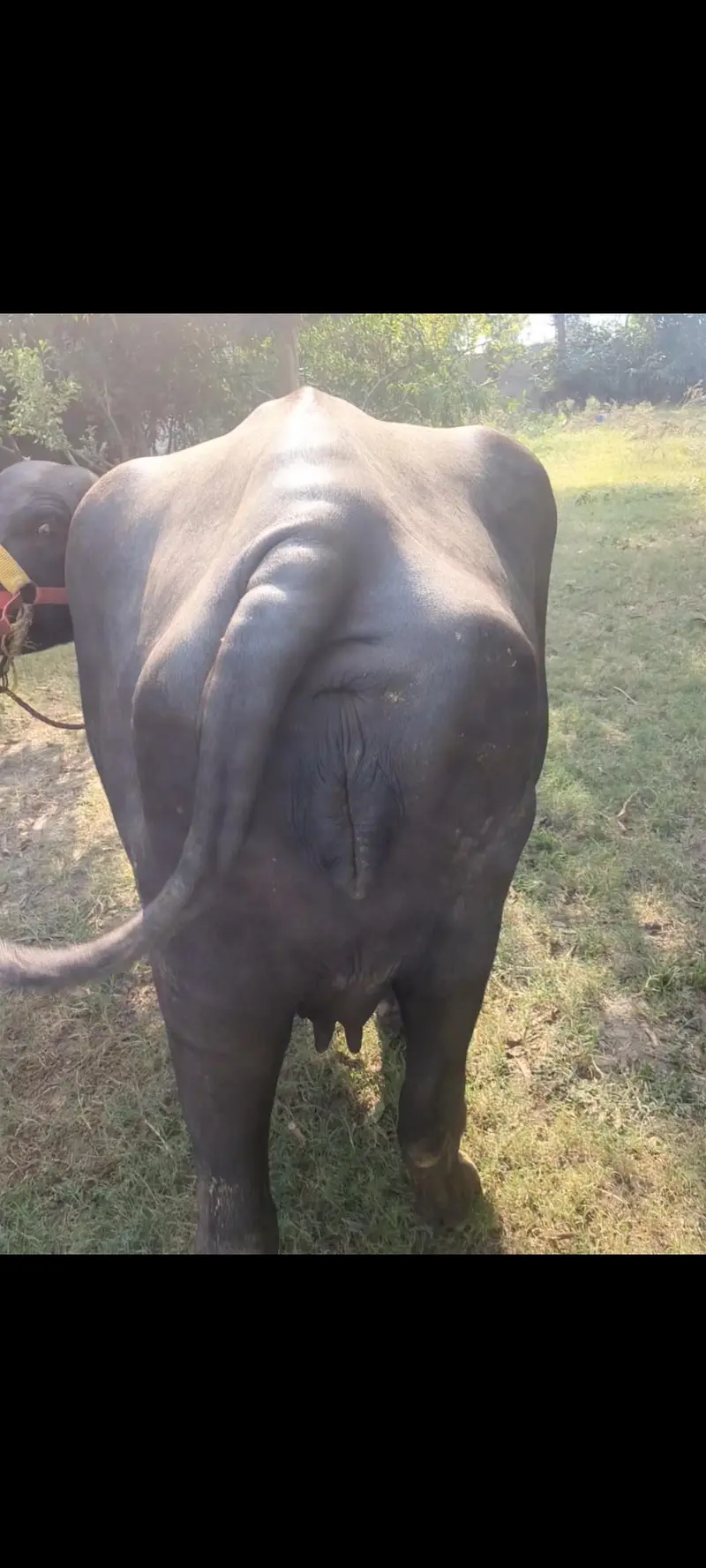 pehlan gabban buffalo bhains maj — photo 5