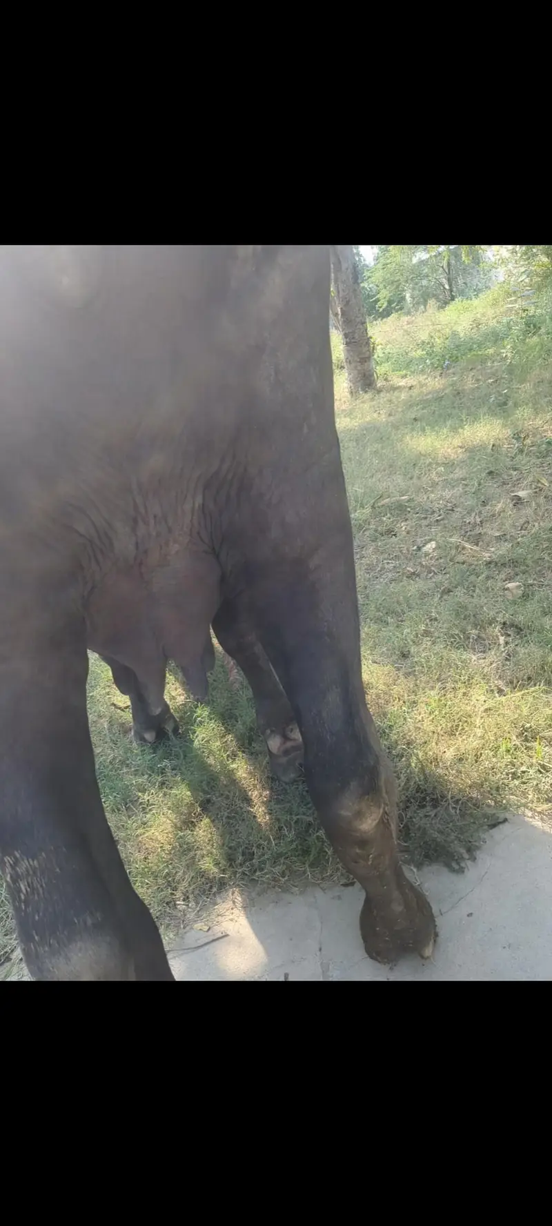 pehlan gabban buffalo bhains maj — photo 6