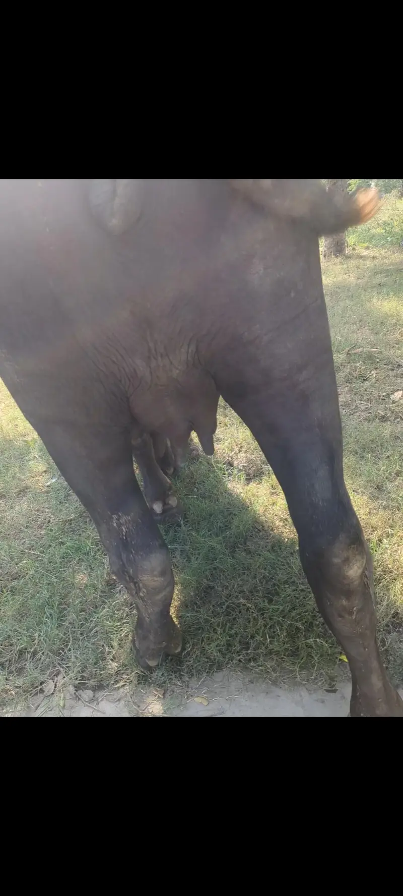 pehlan gabban buffalo bhains maj — photo 7