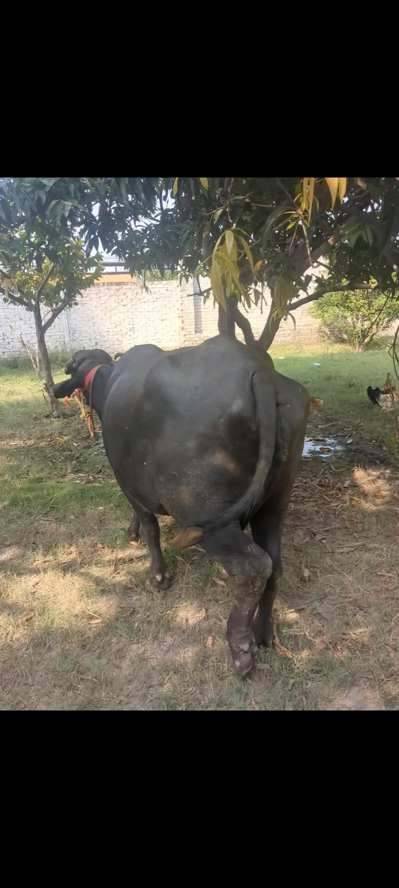 pehlan gabban buffalo bhains maj — photo 8