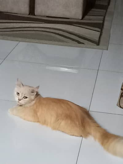 long coat percian cat