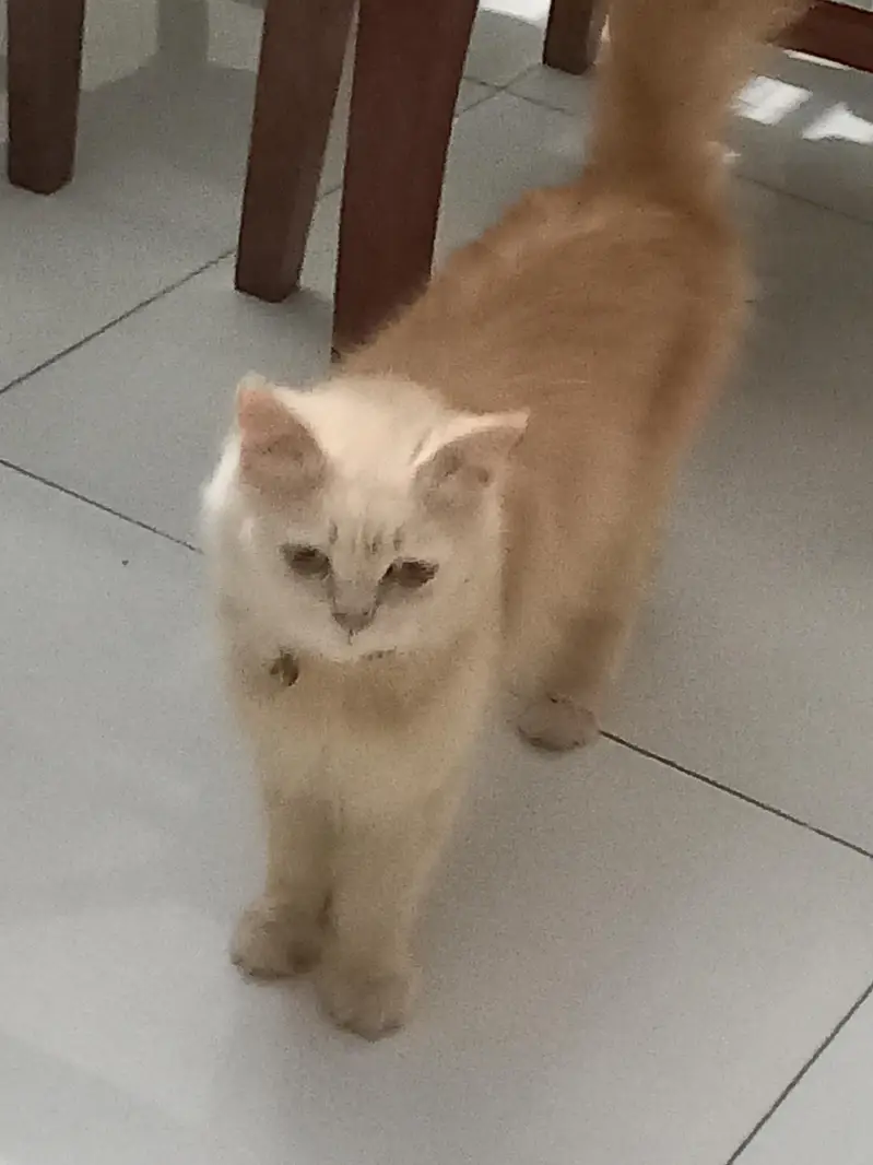 long coat percian cat — photo 2