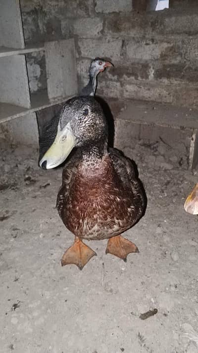 duck breeder pair