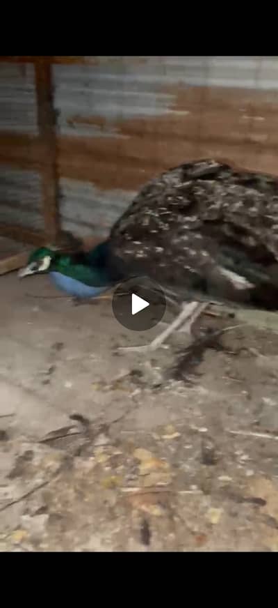 Female peacock for sale urgent