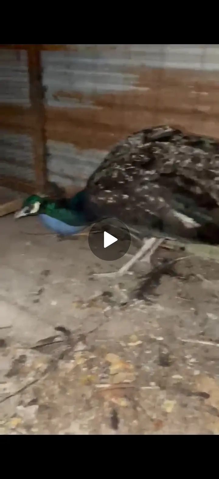 Female peacock for sale urgent