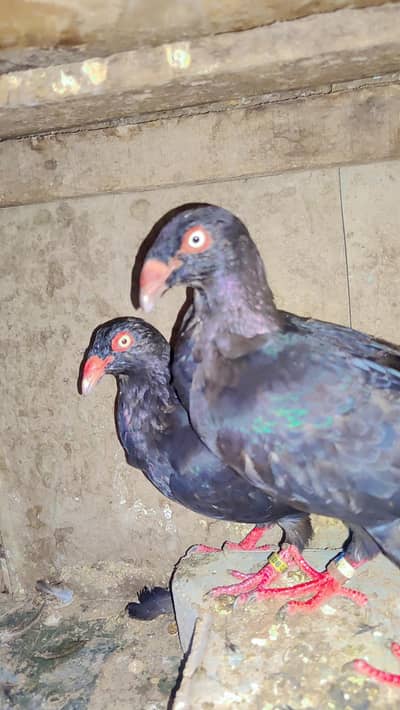 Beautiful pair 