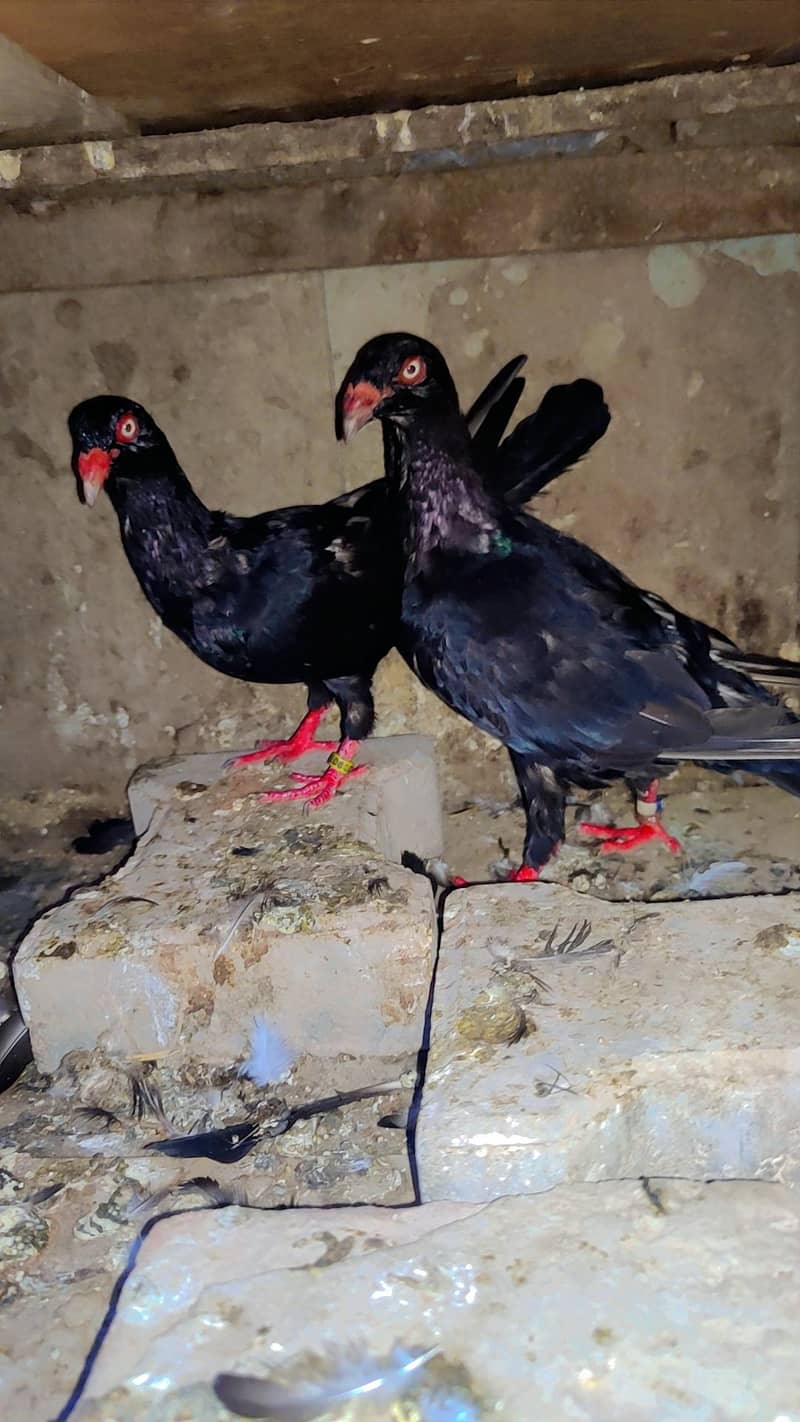 Beautiful pair  1
