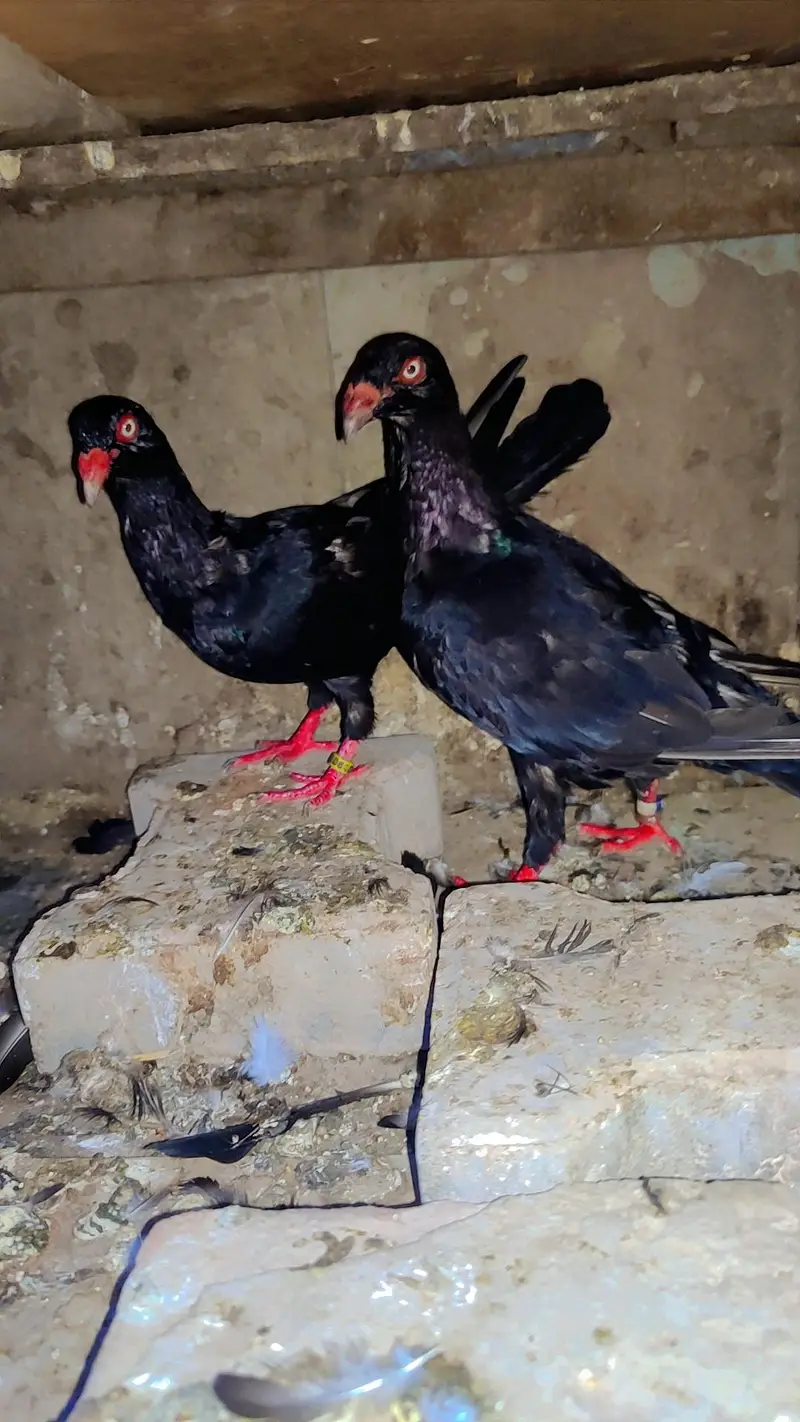 Beautiful pair  — photo 2