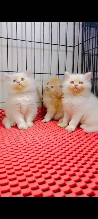pure Persian cats vaccinated triple coated WhatsApp/0341/2761121/