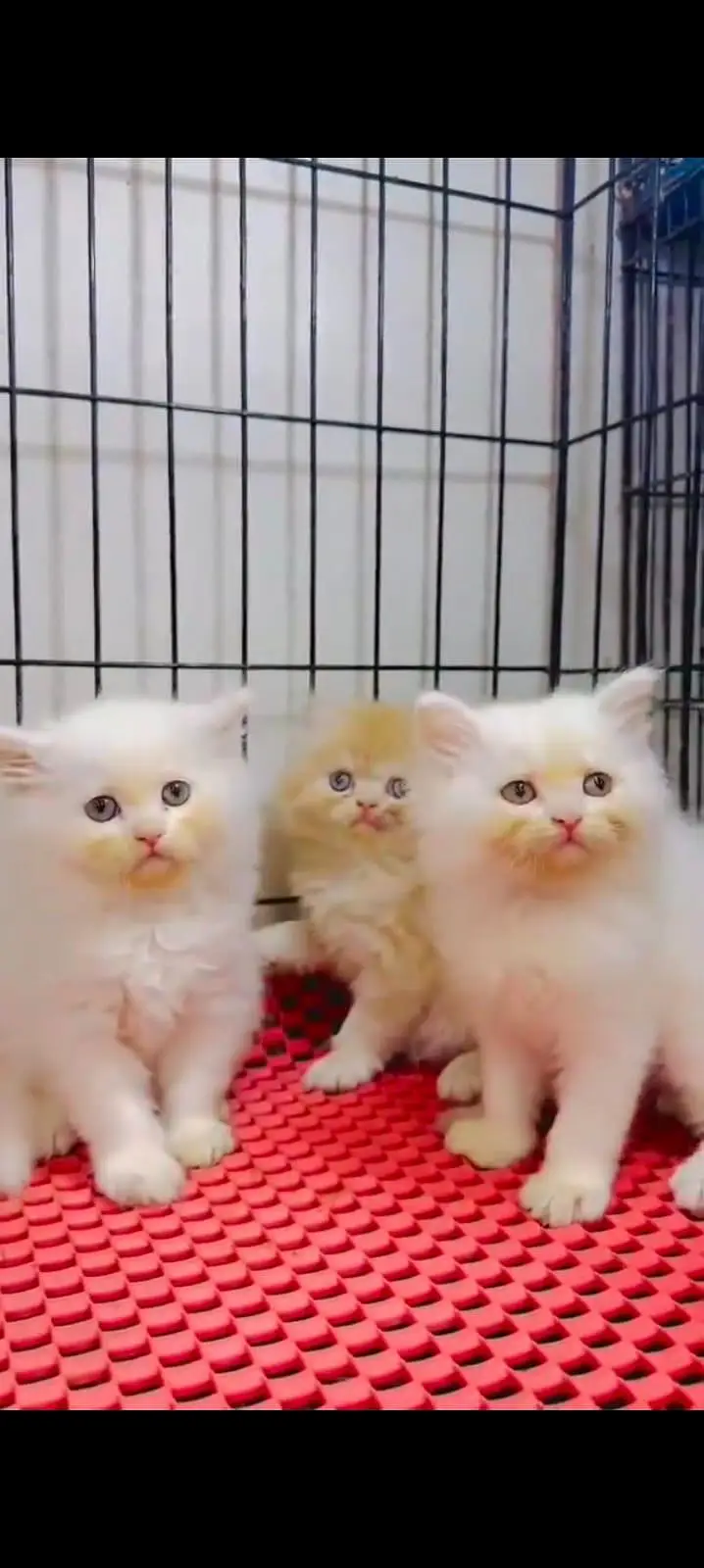 pure Persian cats vaccinated triple coated WhatsApp/0341/2761121/ — photo 2