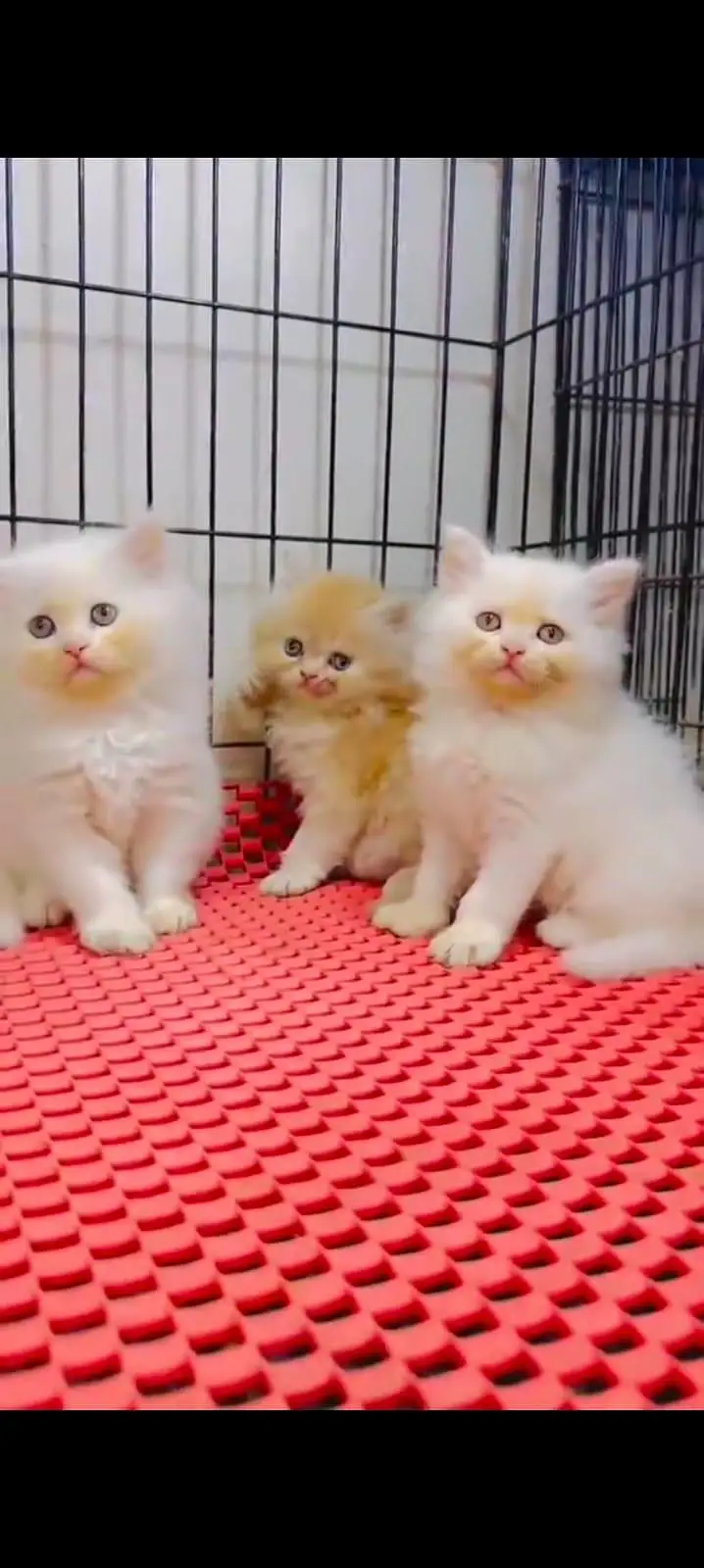 pure Persian cats vaccinated triple coated WhatsApp/0341/2761121/ — photo 3