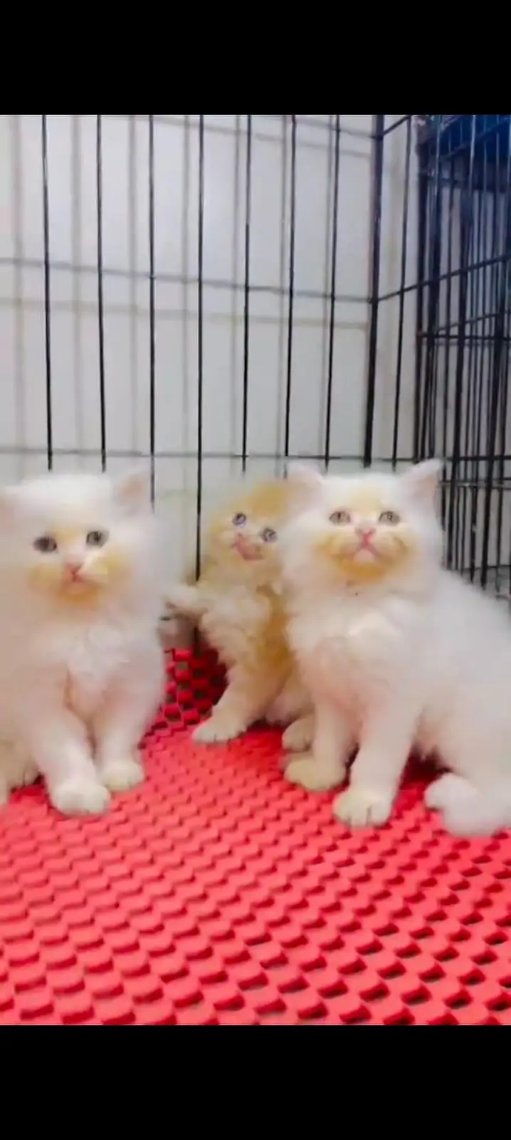 pure Persian cats vaccinated triple coated WhatsApp/0341/2761121/ — photo 4