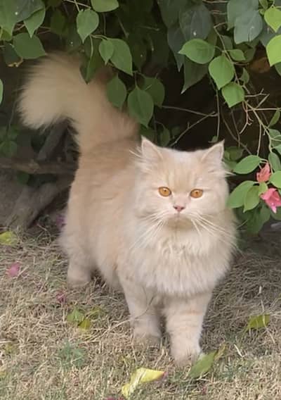 Persian cat