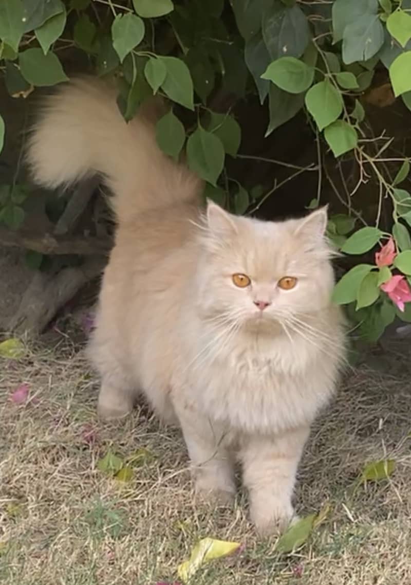 Persian cat 0