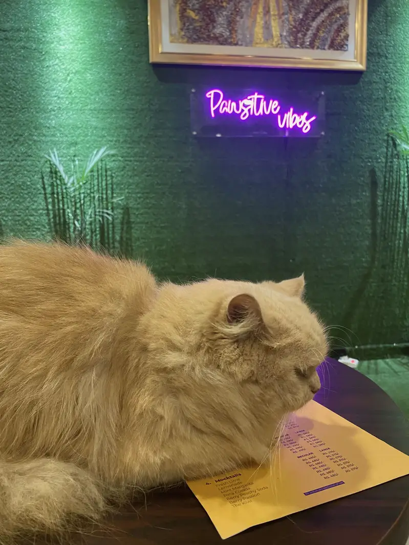 Persian cat — photo 2
