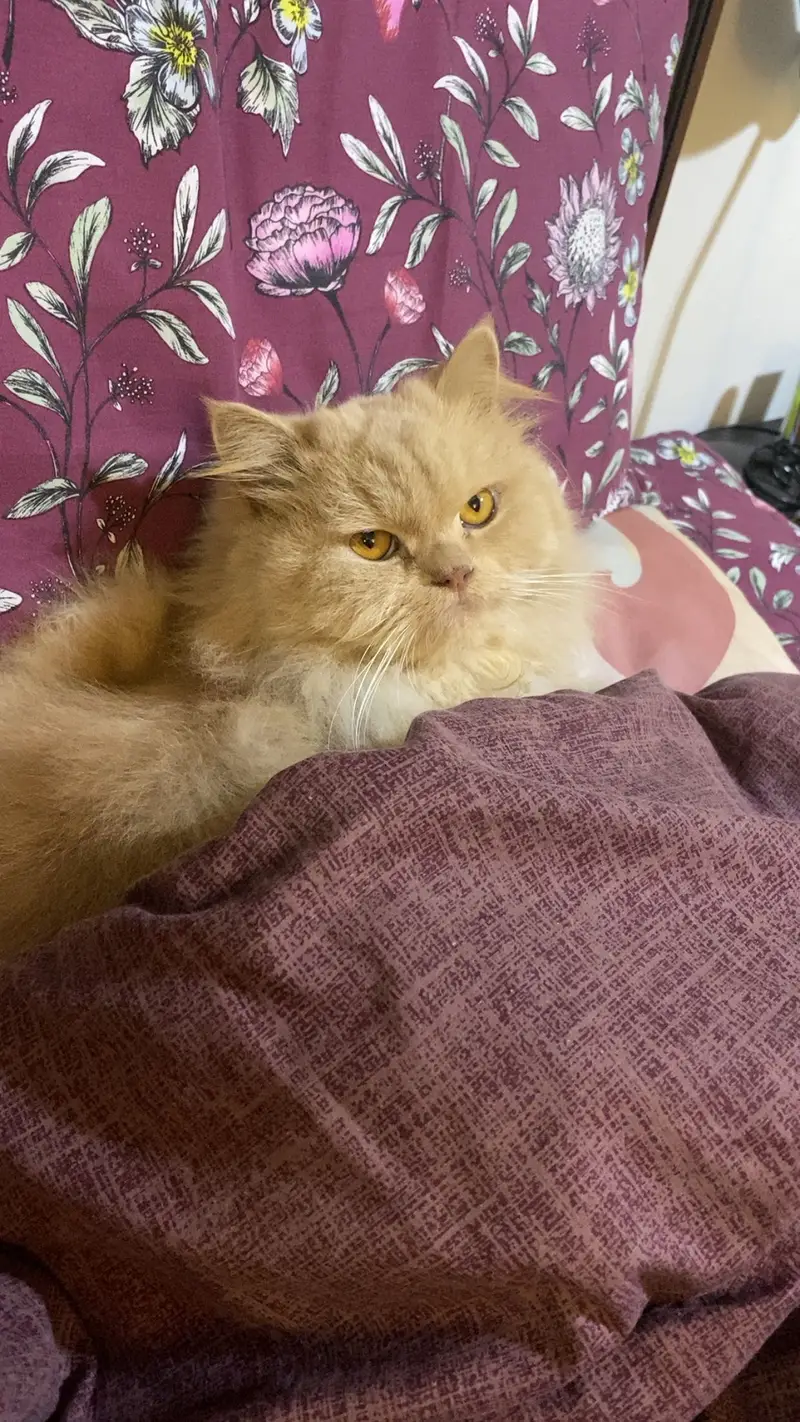 Persian cat — photo 3